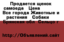 Продается щенок самоеда › Цена ­ 15 000 - Все города Животные и растения » Собаки   . Брянская обл.,Сельцо г.